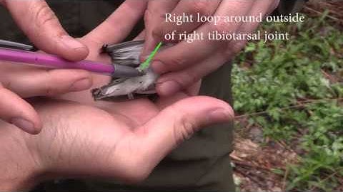 Geolocator Deployment Methods (Streby et al. 2015)