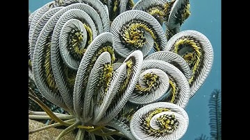 Fung Institute, Master of Engineering Capstone Project Pitch for S2UV