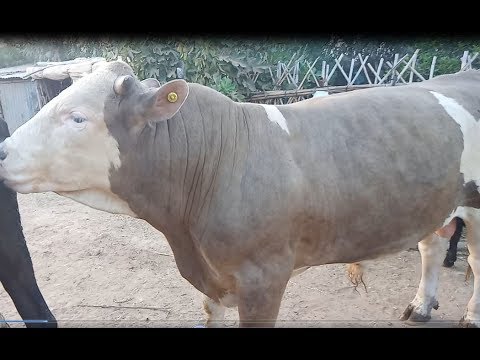 فيديو: كيفية تربية الثور