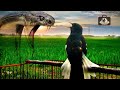 Kacer Tarung Gaya Ular Cobra Pancingan Kacer Gacor Ngeplong Cocok Untuk Kacer Males Bunyi Koperki Mp3 - Mp4 Download