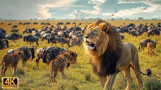 สัตว์ป่าแอฟริกัน 4K: การอพยพที่ยิ่งใหญ่ที่สุดในโลกจากแทนซาเนียไปยังเคนยาด้วยเสียงจริง #69