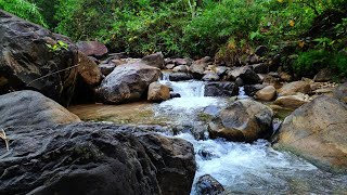Forest River Nature Sounds Mountain Stream, Relaxing Music for Stress Relief Nature Sounds