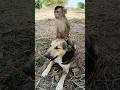 Best Video Of CUTE Sokhaa And Fun ADORABLE Animal WILL MAKE YOU SMILE Shorts