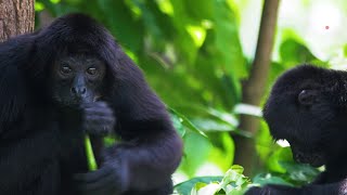 Animals Hd Short Gorilla Tiger Chimpanzee Parrot Turtle Enature