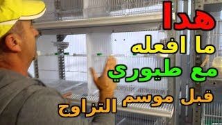 خطوة اساسية لنجاح موسم تزاوج طائر الكنارى