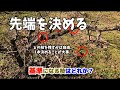 柿の木の剪定#9 先端を決める