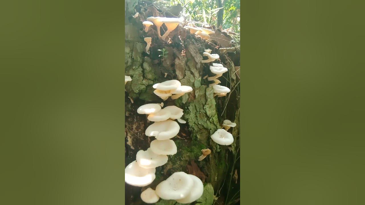 wild mushrooms #reggae #newmusic #music #song #nature