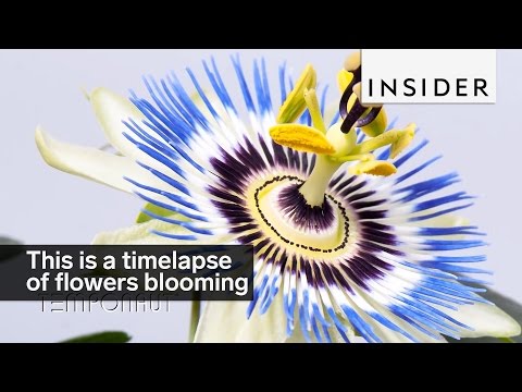 Unbelievable Daisy Bloom Timelapse: Nature's Perfect Moment