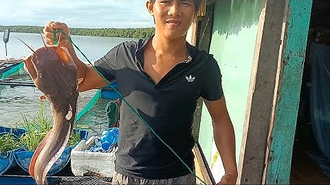 19 . Giăng Câu Cá Ngát Được Cá Quá To ( Thái Ngọc Cần Giờ )