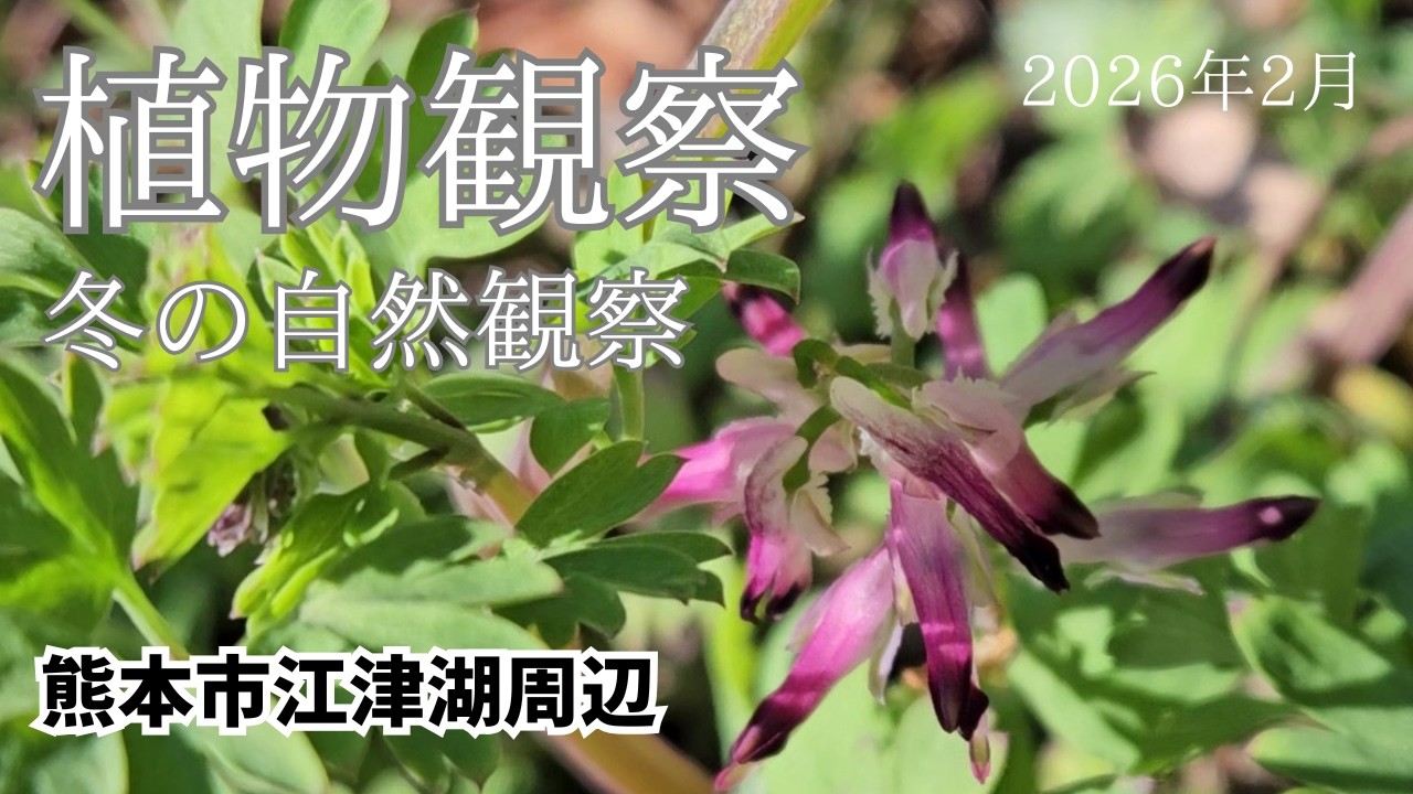 【植物観察】熊本市江津湖で散歩しながら冬の自然観察