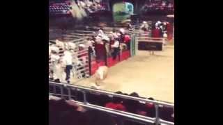 Bull Takes Out Photographer | Taking Life By the Horns