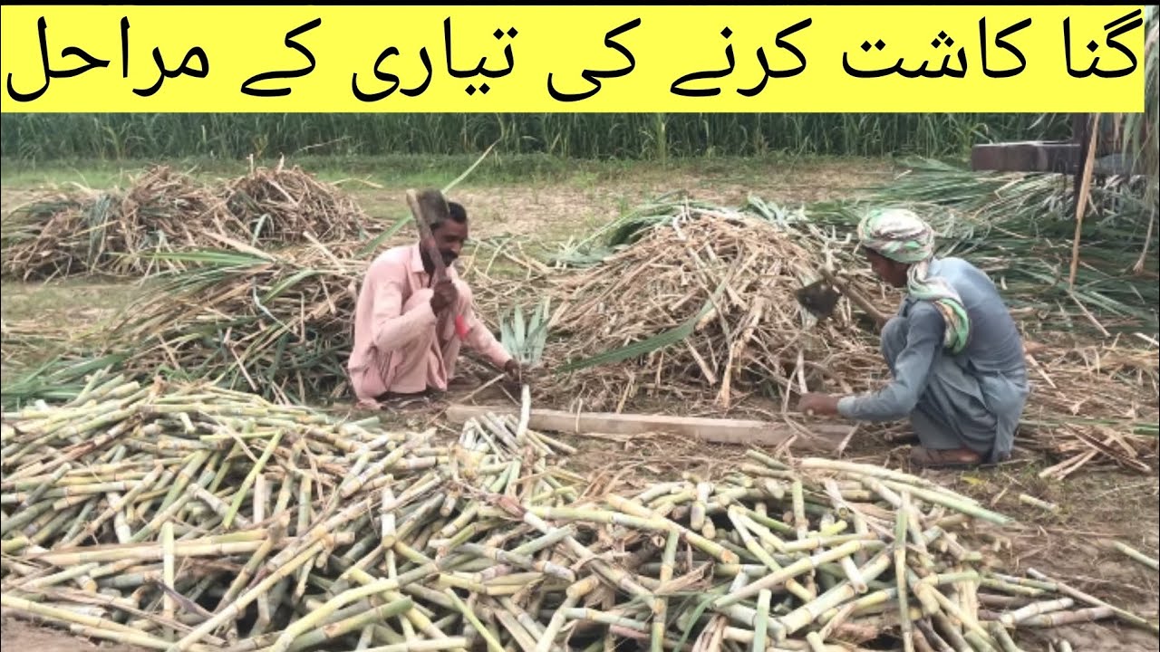 Sugarcane Cultivation Easiest Way to Grow Sugarcane Sugarcane
