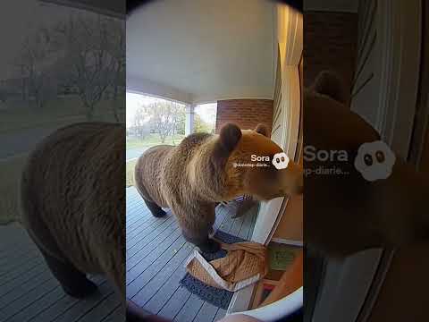 مواجهة قريبة مع الدب الرمادي