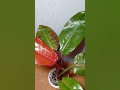 Филодендрон Принц Оф Оранж. Излишки - YouTube
