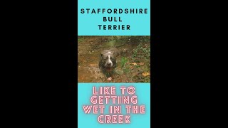 Staffordshire Bull Terrier Like To Getting Wet In The Creek