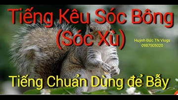 Tiếng Sóc Bông Kêu Cứu. Tiếng Chuẩn Không Tạp Âm- Huỳnh Đức TN Vlogs