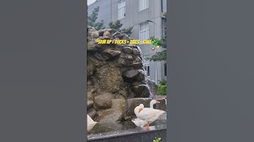 SRM AP #srmap #trending #campusvibes #youtubeshorts