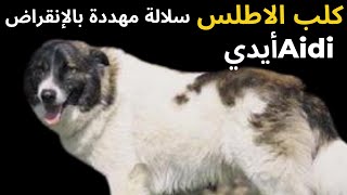 كلب الأطلس إيدي: مغامرة مذهلة مع أفضل صديق للإنسان_سلالة مهددة بالانقراضAïdi Dog