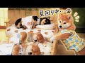 全部確認してから、やっと一安心 He checked every single puppy… before finally relaxing 🐶💤