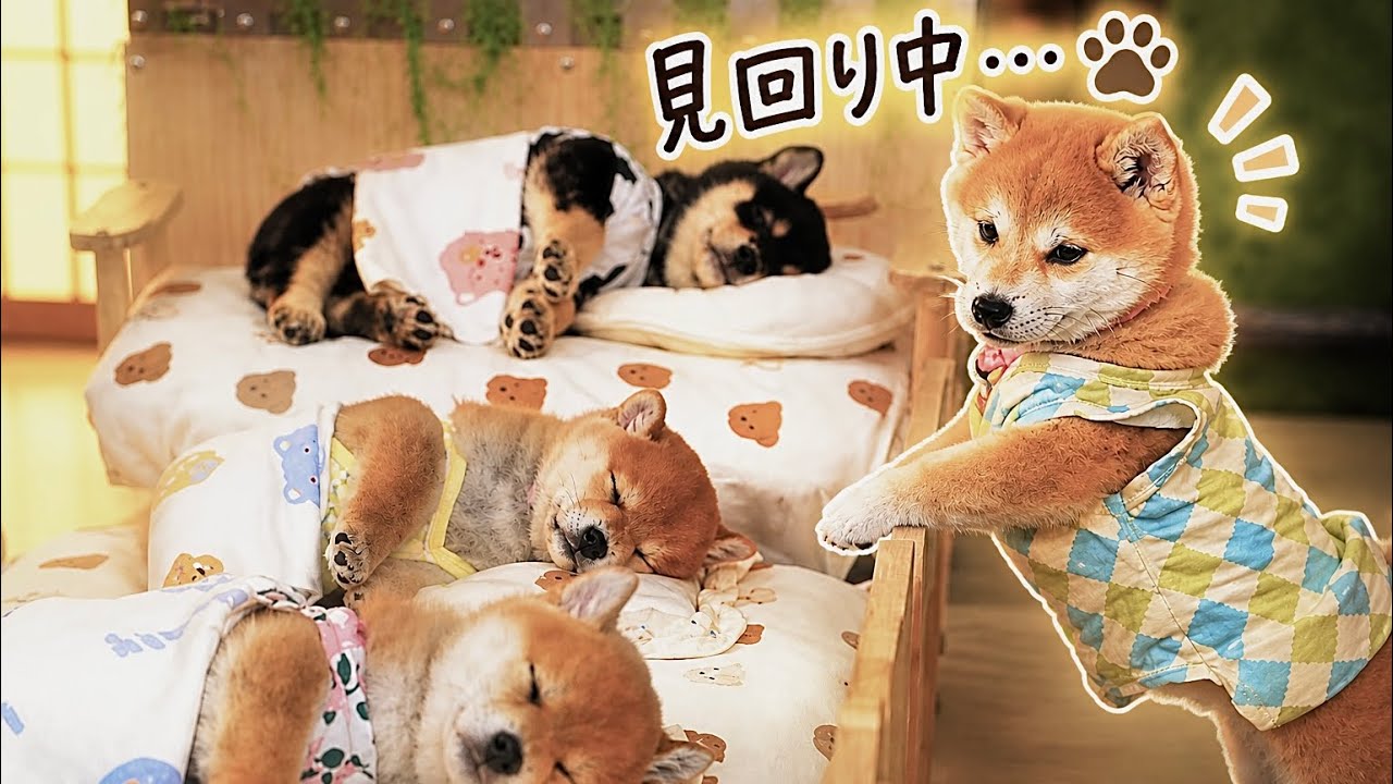 NO61 冬でも元気❤️柴犬ちゃんᒼᑋªⁿ❤︎* 全部確認してから、やっと一安心 He checked every single puppy