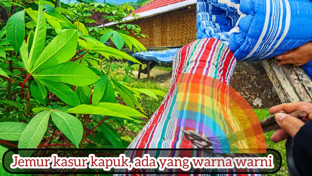 3 kasur kapuk dijemur ⁉️ wow.... Sebentar pun biar ngembang kapuk kena sinar matahari @Hasinasine8 