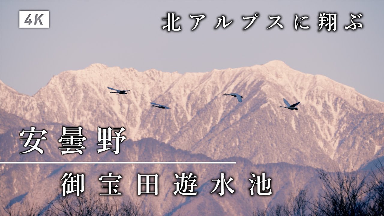 北アルプスを背景に飛翔するコハクチョウ　　　　白鳥飛来地・安曇野　御宝田遊水池