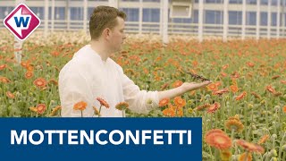 Drones Elimineren Motten Binnen Een Paar Seconden Heb Je Mottenconfetti - Omroep West