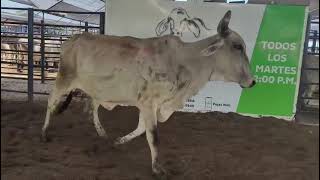 LOTE 134