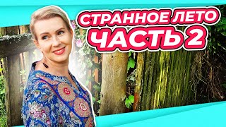 КТО ЛУЧШЕ ВСЕХ ЖИВЕТ | СПАСАЮ ШТАМБОВЫЕ РОЗЫ | ОБЗОР САДА ВТОРАЯ ЧАСТЬ ГОРТЕНЗИИ И НЕ ТОЛЬКО