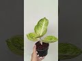 aglonema monlight #plants#garden #green #nature #housplants #tanamahias#orchids#aroids #antorium#fyp