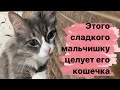 Коты лижут друг друга. ЦЕЛОВАТЬ И ЧУТЬ-ЧУТЬ КУСАТЬ