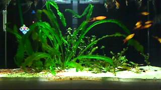 50 Gallon Seaclear Acrylic