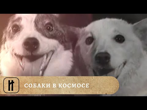 СОБАКИ В КОСМОСЕ. Документальный фильм. Исторический Проект