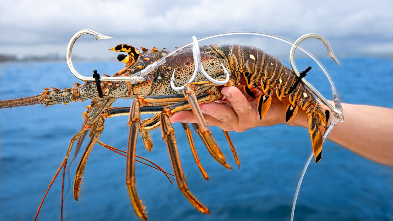 World's MOST Expensive Bait! Live Lobster for GIANT Cubera Snapper