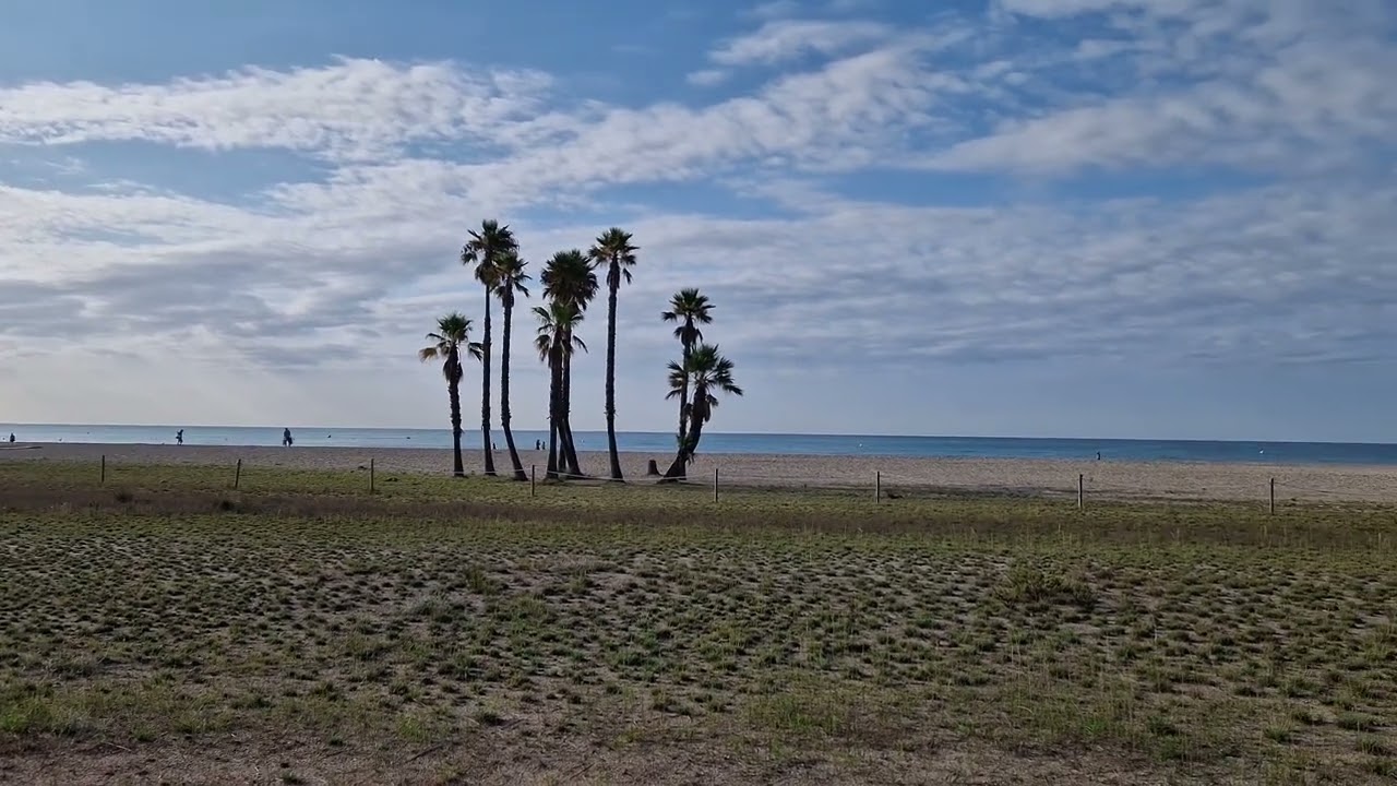 Coma Ruga - Spain beach with white flowers and palm trees / Strand mit weißen Blumen und Palmen