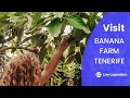 Visit this large banana farm in Tenerife and be amazed