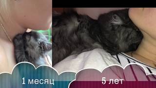 Наша кошка "Мыша" сосёт "титю" уже 5 лет! Наша кошка "Мыша" сосёт "титю" уже 5 лет!