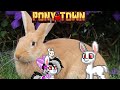 ВСЕ ВИДЫ ЗАЙЦЕВ В PONY TOWN + ТУТОРИАЛ