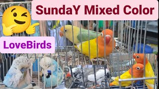 Vlog350 Lutino Opaline🦜Yellow Bull Opaline🦜Zebra Finch🦜Euro Budgie🦜Society Finch🦜 Parakeets🦜😍🥰🌍 by D4NUC  4VI4RY 3,035 views 3 weeks ago 19 minutes