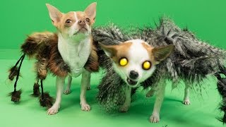 Mutant Giant Spider Dog 2 (SA Wardega) Halloween Prank