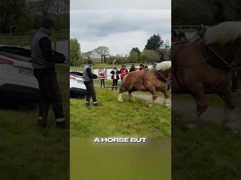 The Horse Was Stronger Than Expected