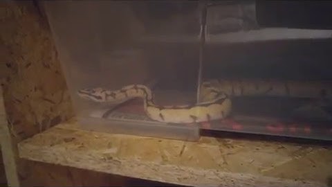 Python Wobble