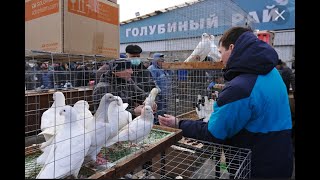 лечение, содержание и разведение голубей. в прямом эфире!