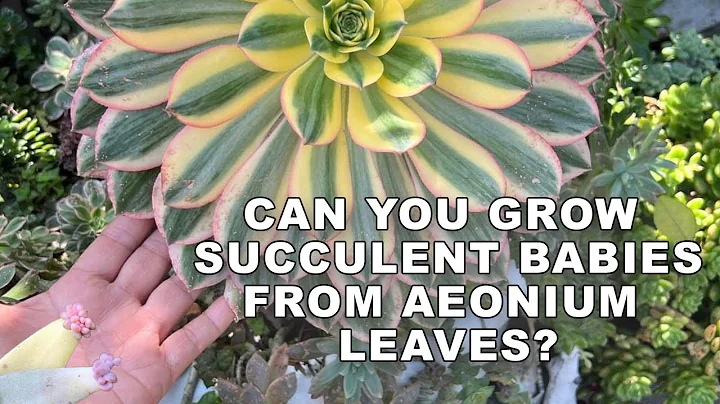 Growing Aeoniums From Leaves. Is It Possible? @ChopstickandSucculents - DayDayNews