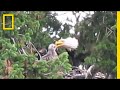 Usually Enemies, Bald Eagles Adopt Red-Tailed Hawk Chick | National Geographic