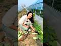 Cucumber farming life and fresh cutting #2026 #shorts #cucumber #viral #agriculture