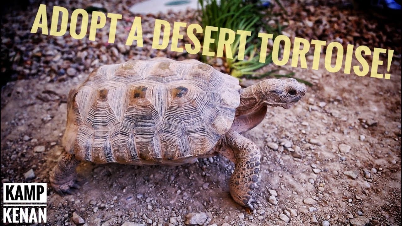 funny video memes DESERT TORTOISE Adoption Info!