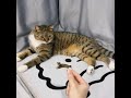 cutecatoftiktok cutekitten cutepetsoftiktok foryou cat... #Shorts #catonline520