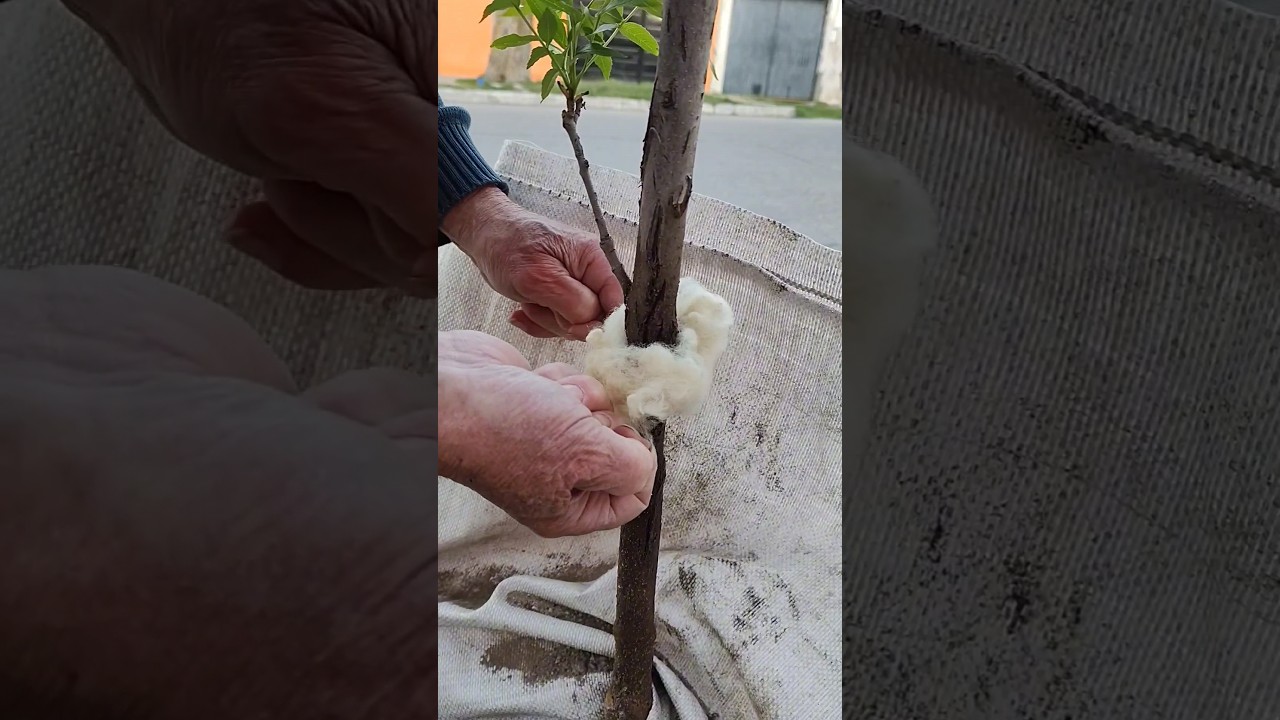 Método viejo para controlar hormigas (No aconsejable)