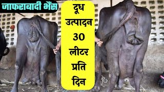 जाफराबादी भैंस || jafarabadi buffalo || jafarabadi buffalo price || jafrabadi bhains